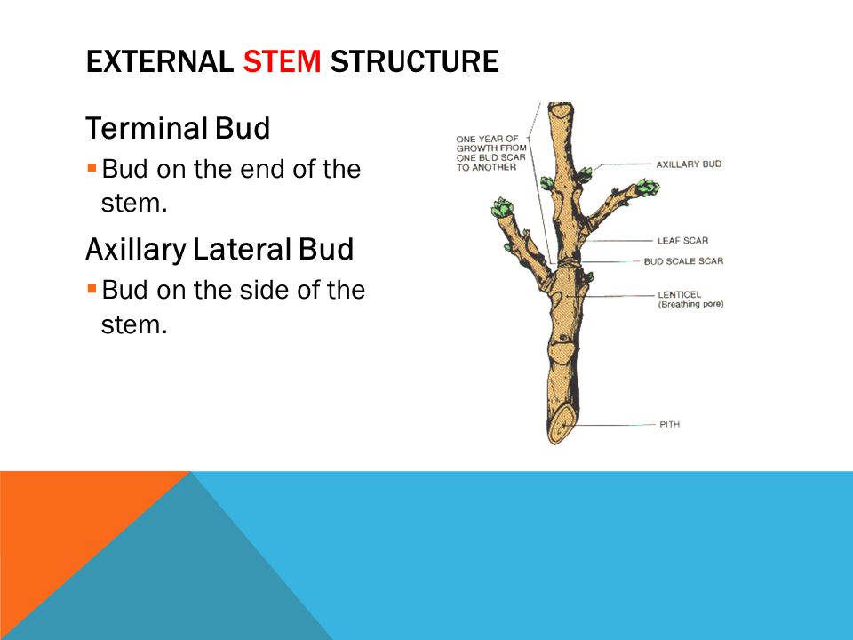External Stem Structure