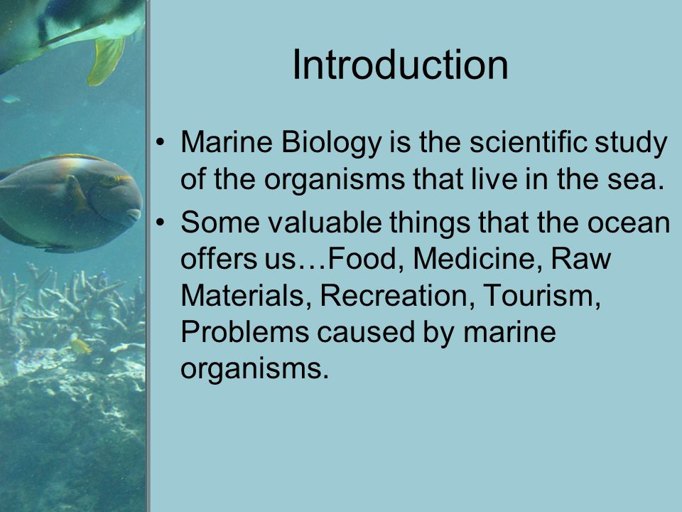marine biology research topics