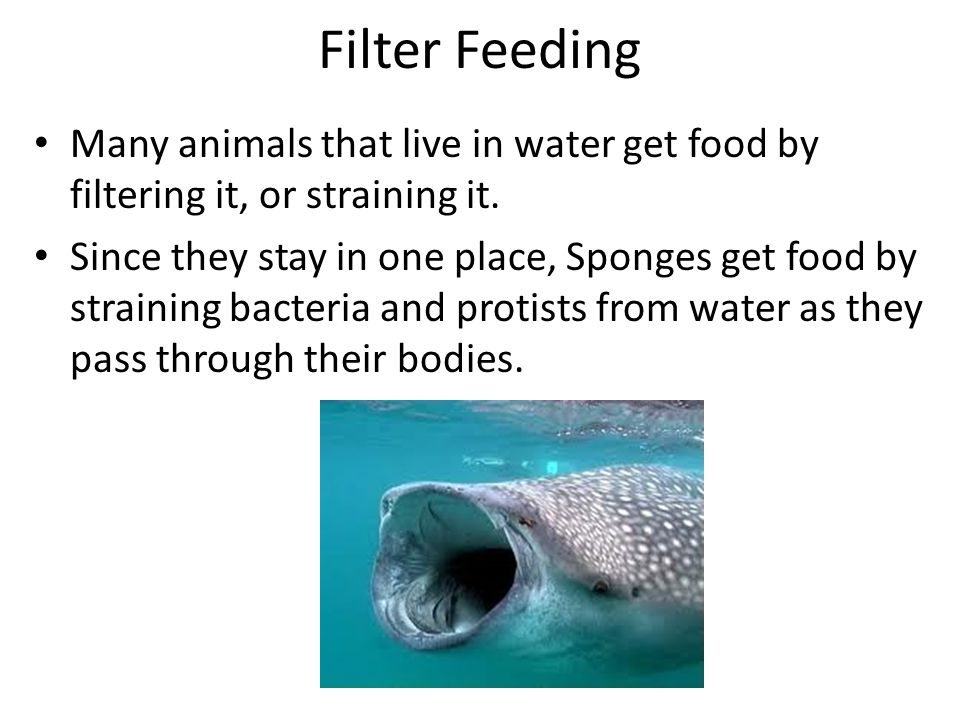 Classifying Animals Ch Ppt Video Online Download
