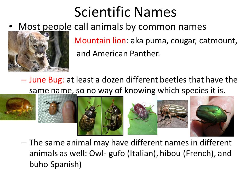 Classifying Animals- Ch ppt video online download