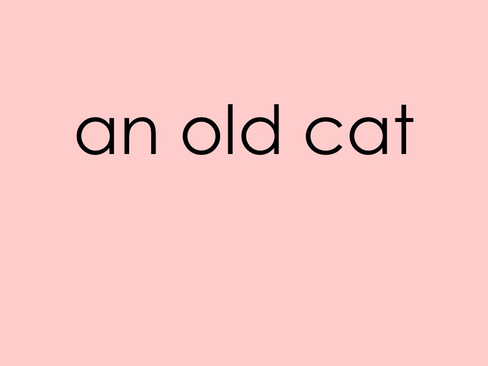 an old cat