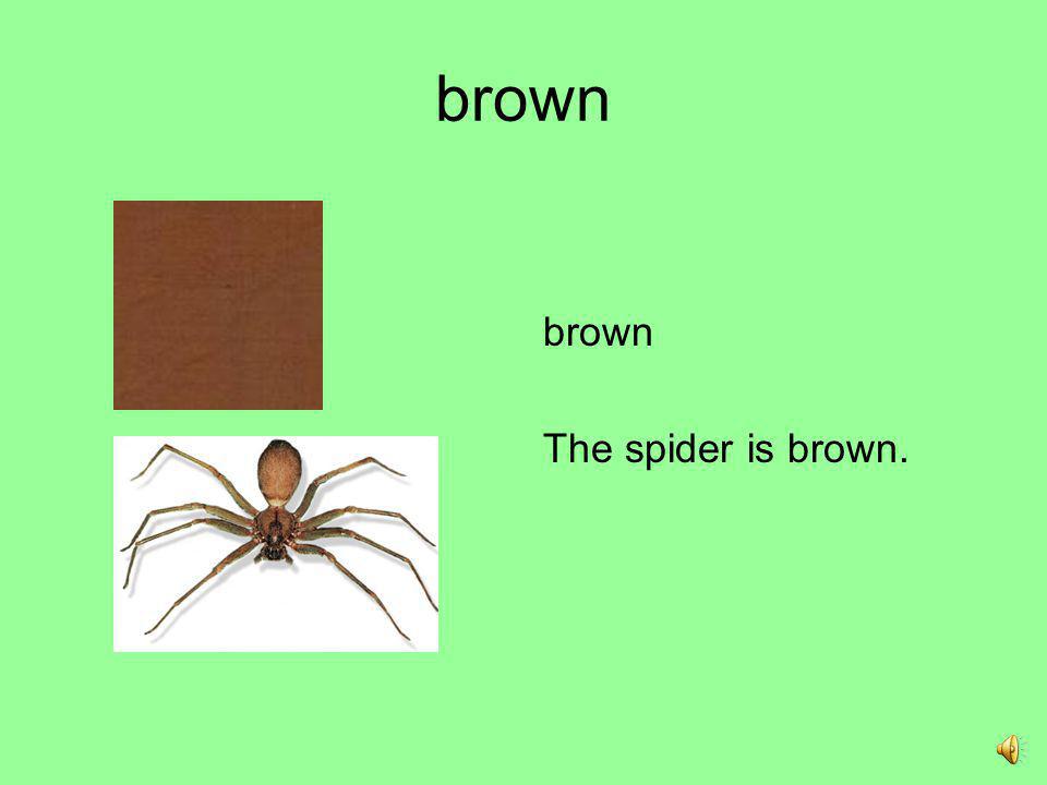 brown brown The spider is brown.