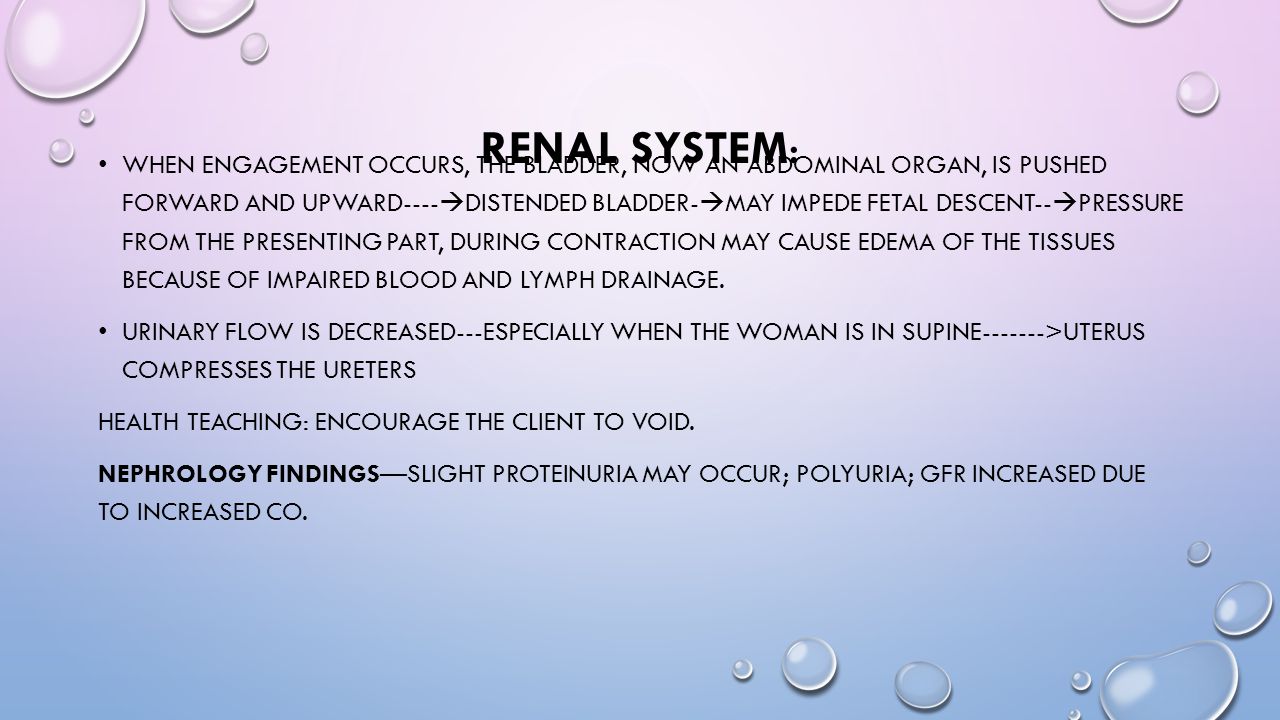 Renal System: