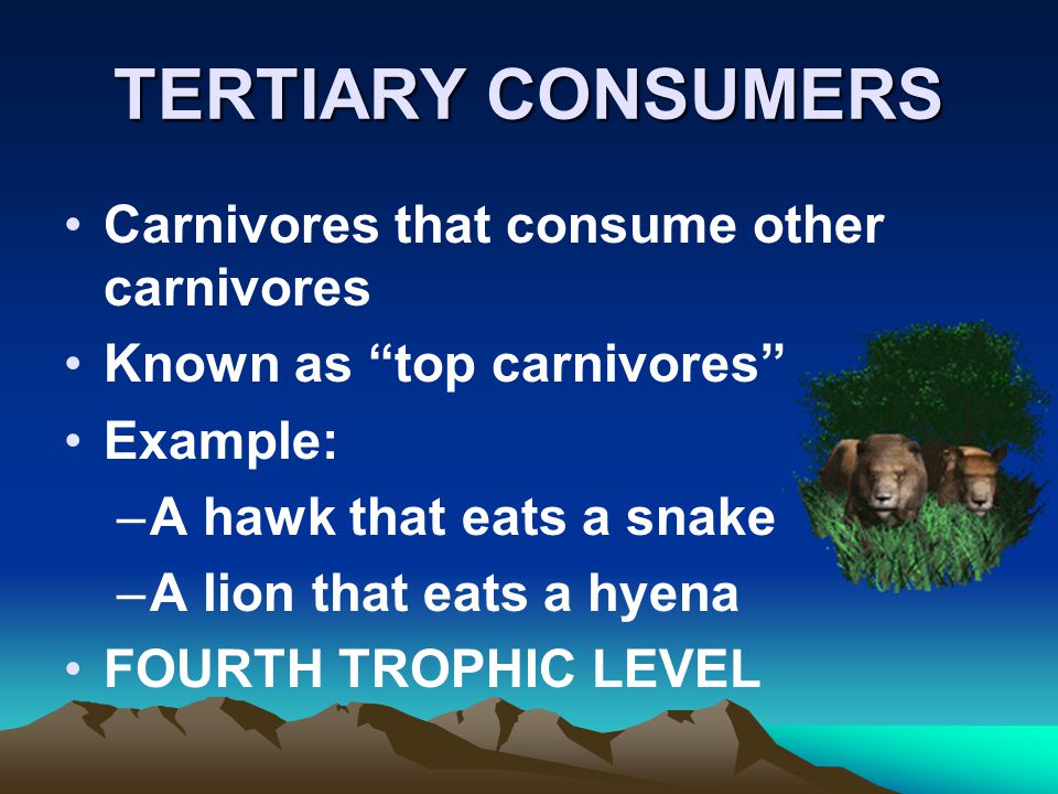 TERTIARY CONSUMERS Carnivores that consume other carnivores
