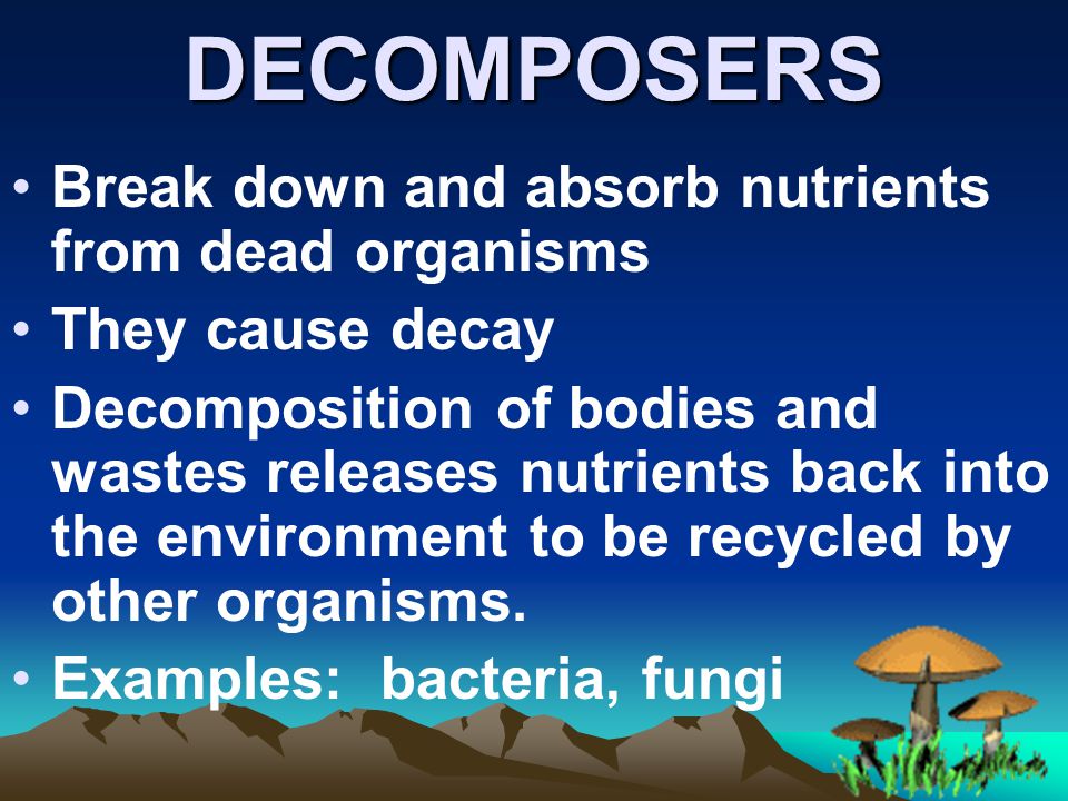 DECOMPOSERS Break down and absorb nutrients from dead organisms