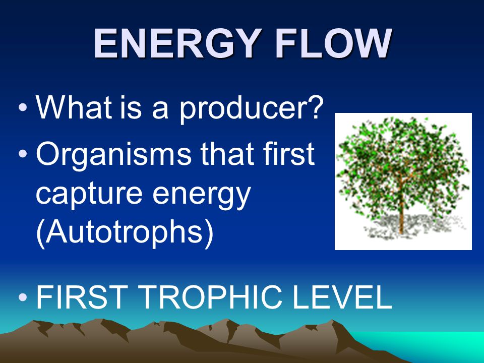 ENERGY FLOW What is a producer