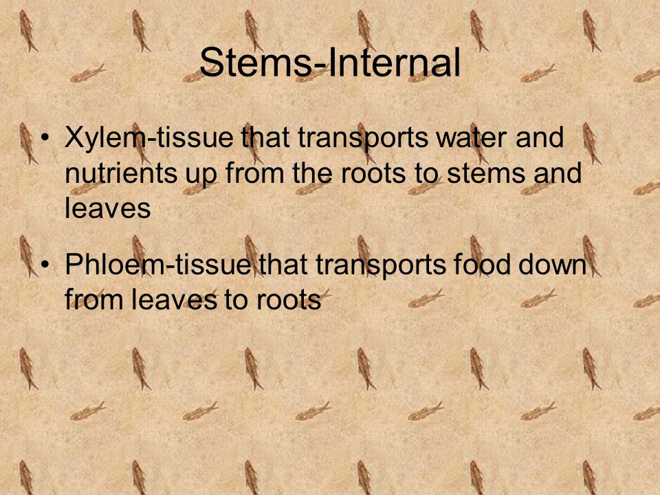 Stems-Internal Xylem-tissue that transports water and nutrients up from the roots to stems and leaves.