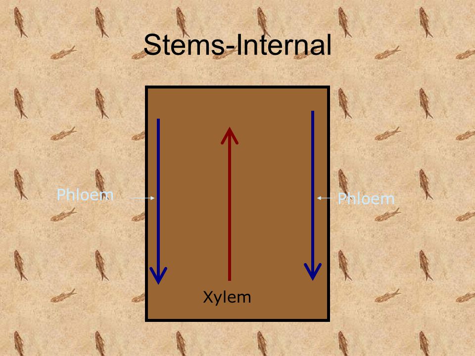 Stems-Internal Phloem Phloem Xylem