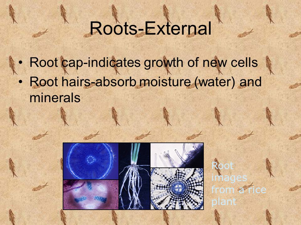 Roots-External Root cap-indicates growth of new cells