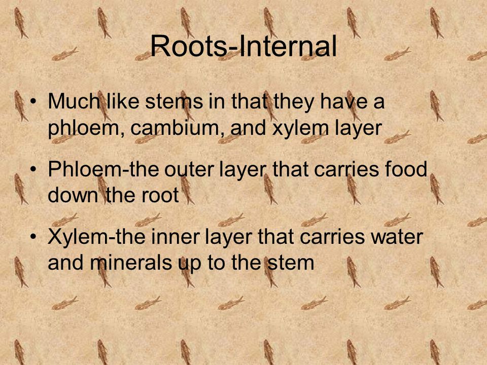 Roots-Internal Much like stems in that they have a phloem, cambium, and xylem layer. Phloem-the outer layer that carries food down the root.