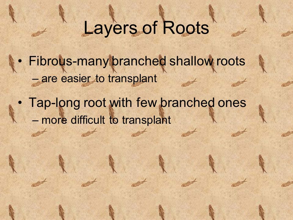 Layers of Roots Fibrous-many branched shallow roots
