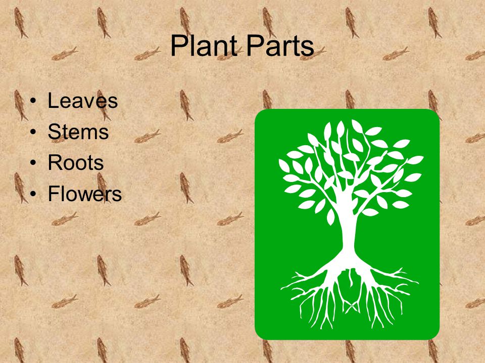Plant Parts Leaves Stems Roots Flowers