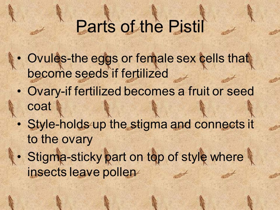 Parts of the Pistil Ovules-the eggs or female sex cells that become seeds if fertilized. Ovary-if fertilized becomes a fruit or seed coat.