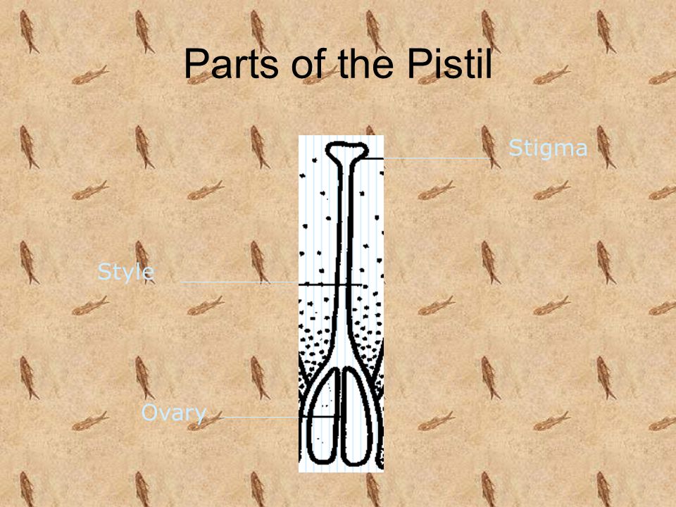 Parts of the Pistil Stigma Style Ovary