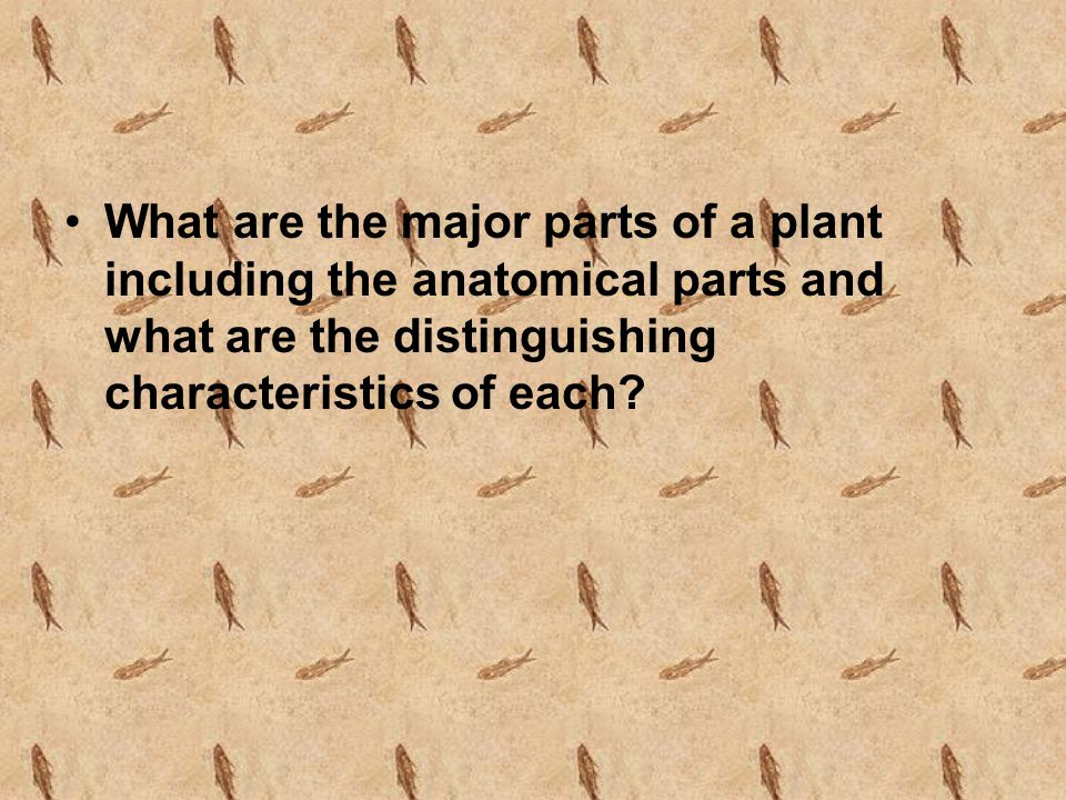 What are the major parts of a plant including the anatomical parts and what are the distinguishing characteristics of each