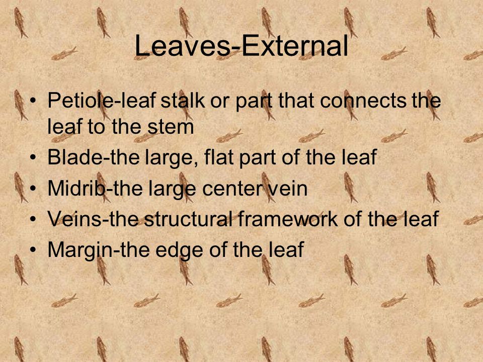 Leaves-External Petiole-leaf stalk or part that connects the leaf to the stem. Blade-the large, flat part of the leaf.