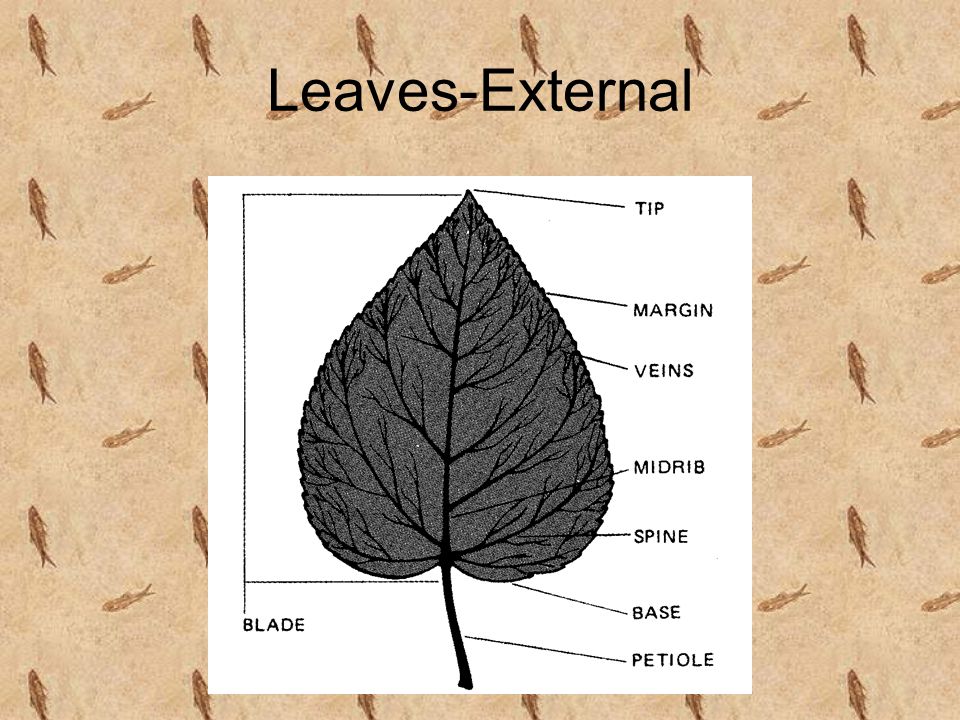 Leaves-External