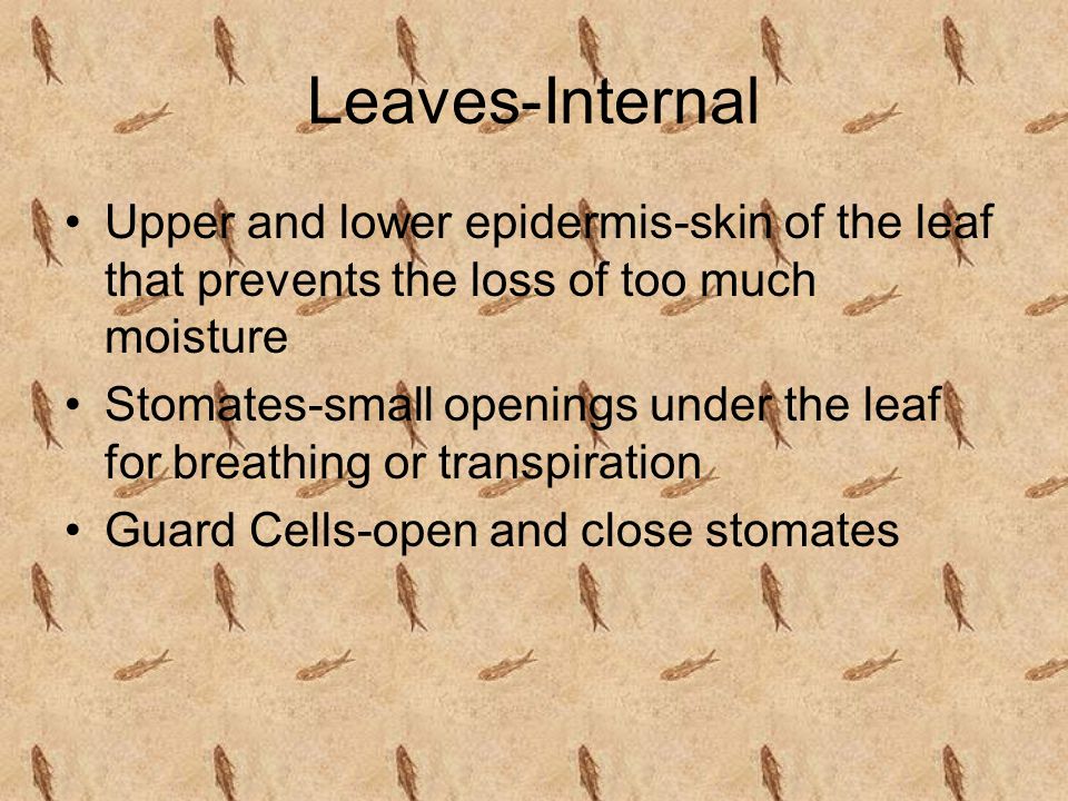 Leaves-Internal Upper and lower epidermis-skin of the leaf that prevents the loss of too much moisture.