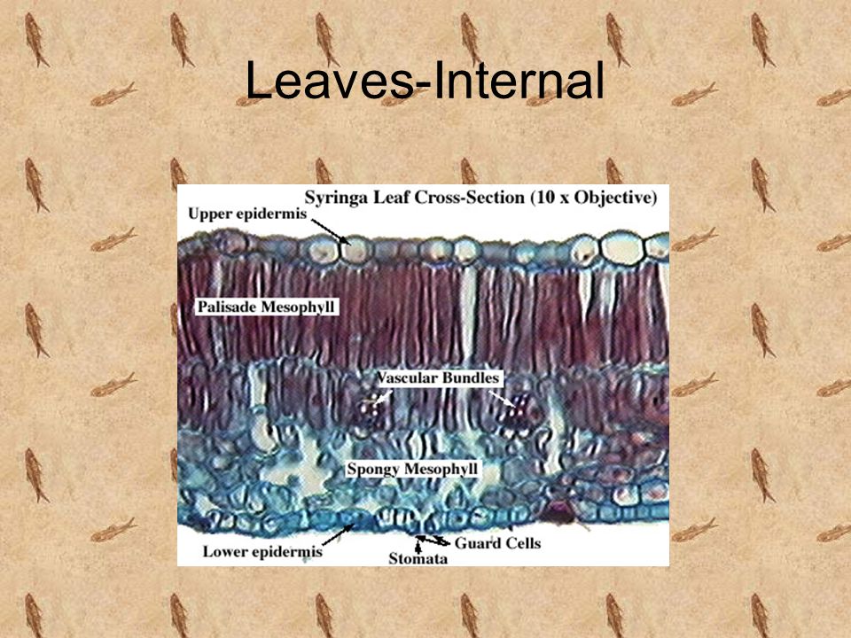 Leaves-Internal