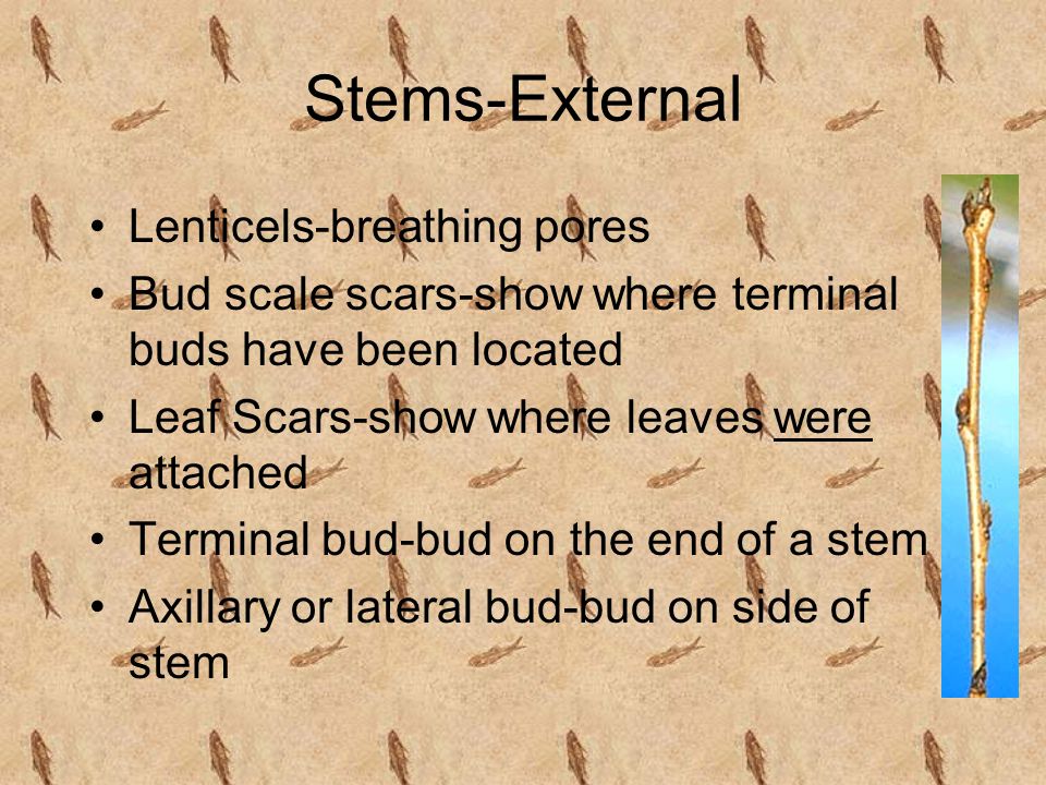 Stems-External Lenticels-breathing pores