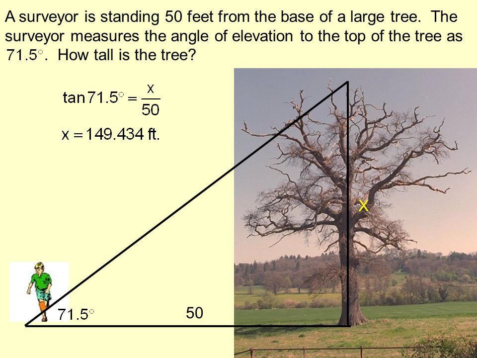 A surveyor is standing 50 feet from the base of a large tree