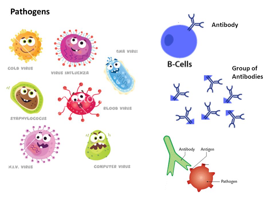 Иммунная вода. Антигены человека микробиология. Вирусы pathogen. Иммунная система рисунок. Клетки иммунной системы мультяшные.