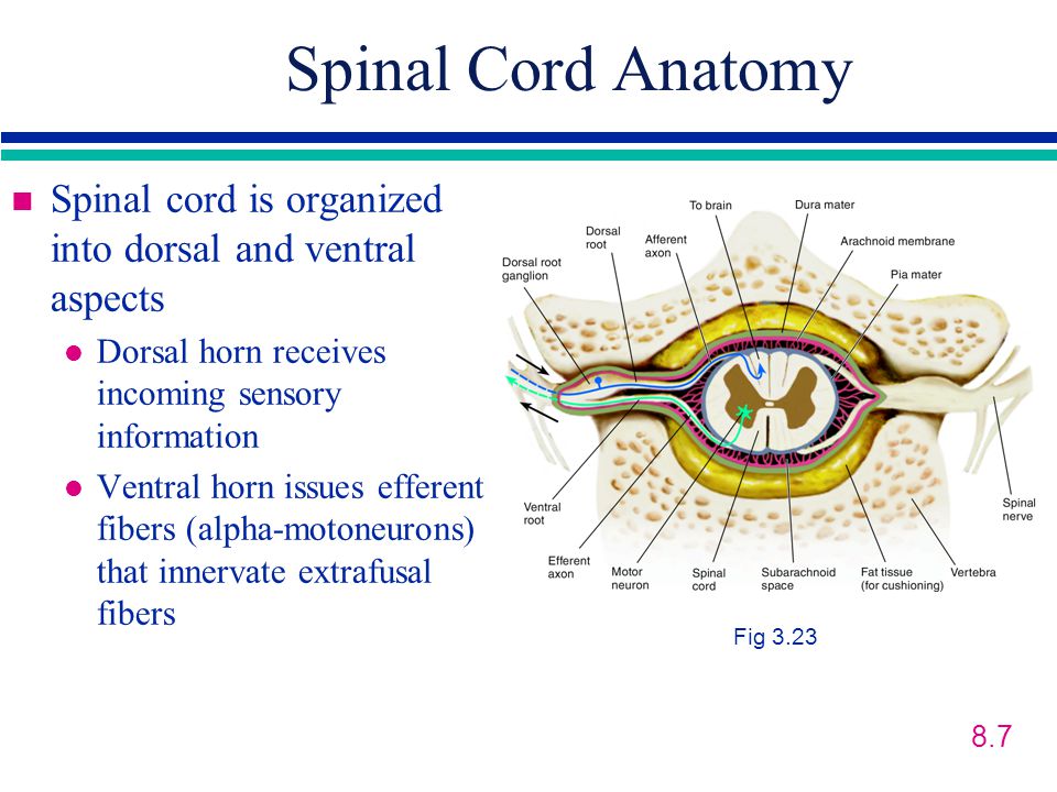 Spinal Cord Anatomy Spinal cord is organized into dorsal and ventral aspects. Dorsal horn receives incoming sensory information.