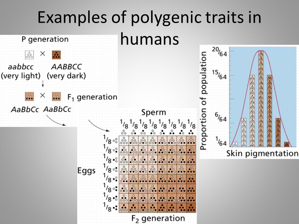 Examples of polygenic traits in humans