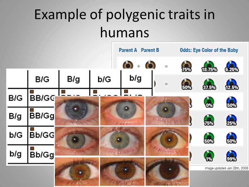 Example of polygenic traits in humans