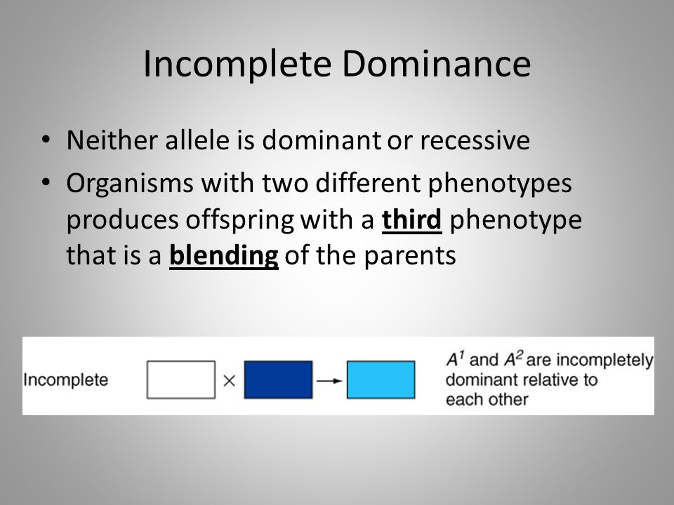 Incomplete Dominance Neither allele is dominant or recessive