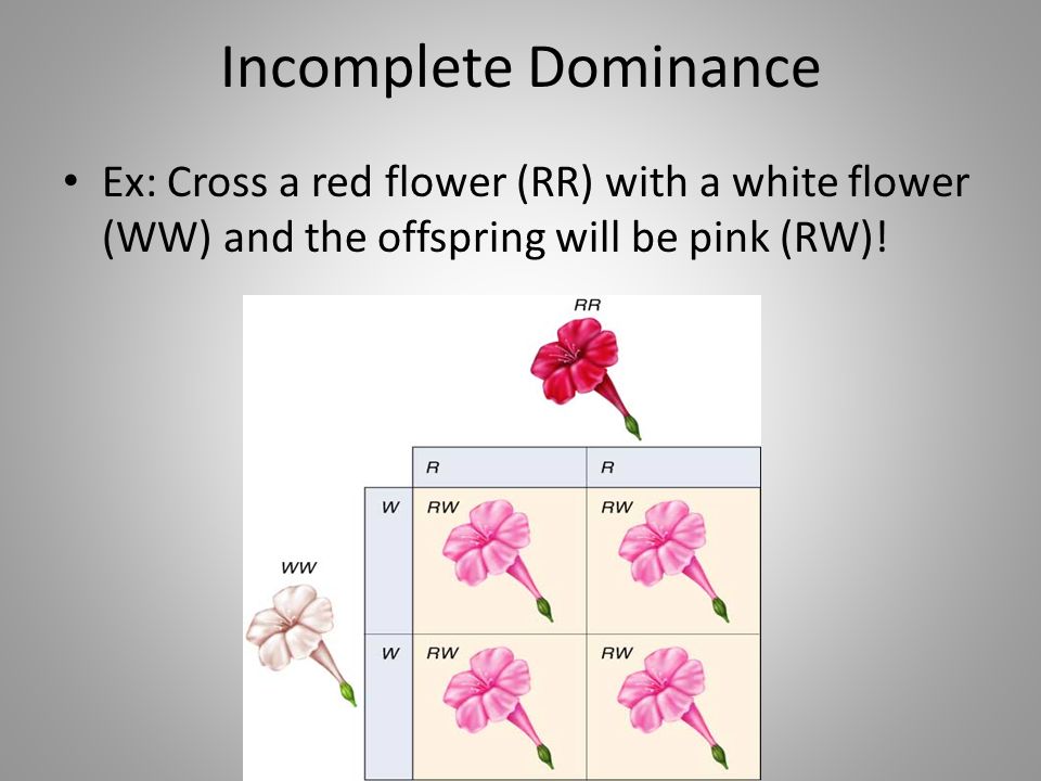 Incomplete Dominance Ex: Cross a red flower (RR) with a white flower (WW) and the offspring will be pink (RW)!