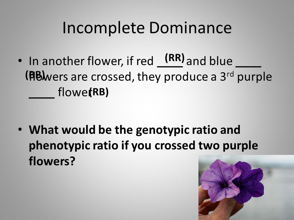 Incomplete Dominance (RR) In another flower, if red ____ and blue ____ flowers are crossed, they produce a 3rd purple ____ flower.