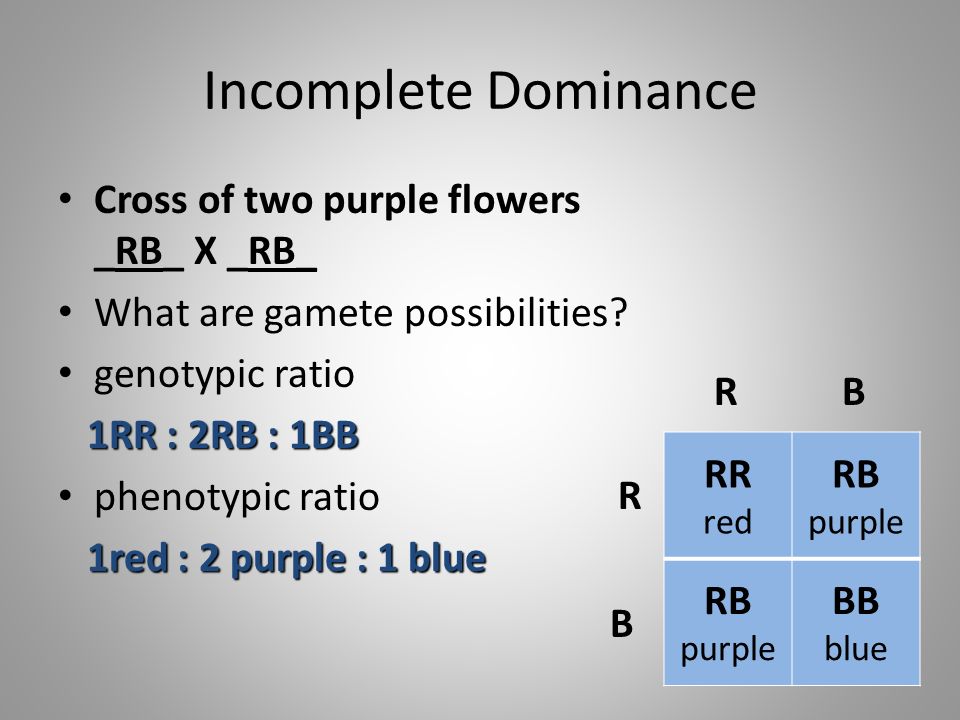 Incomplete Dominance Cross of two purple flowers _RB_ X _RB_