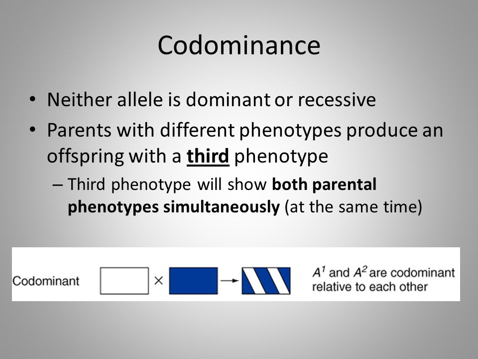 Codominance Neither allele is dominant or recessive