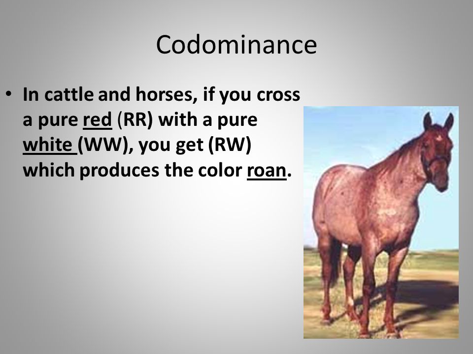 Codominance In cattle and horses, if you cross a pure red (RR) with a pure white (WW), you get (RW) which produces the color roan.