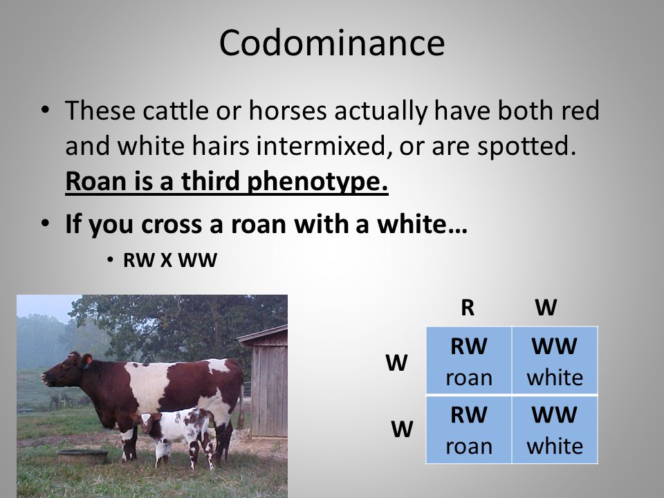 Codominance These cattle or horses actually have both red and white hairs intermixed, or are spotted. Roan is a third phenotype.