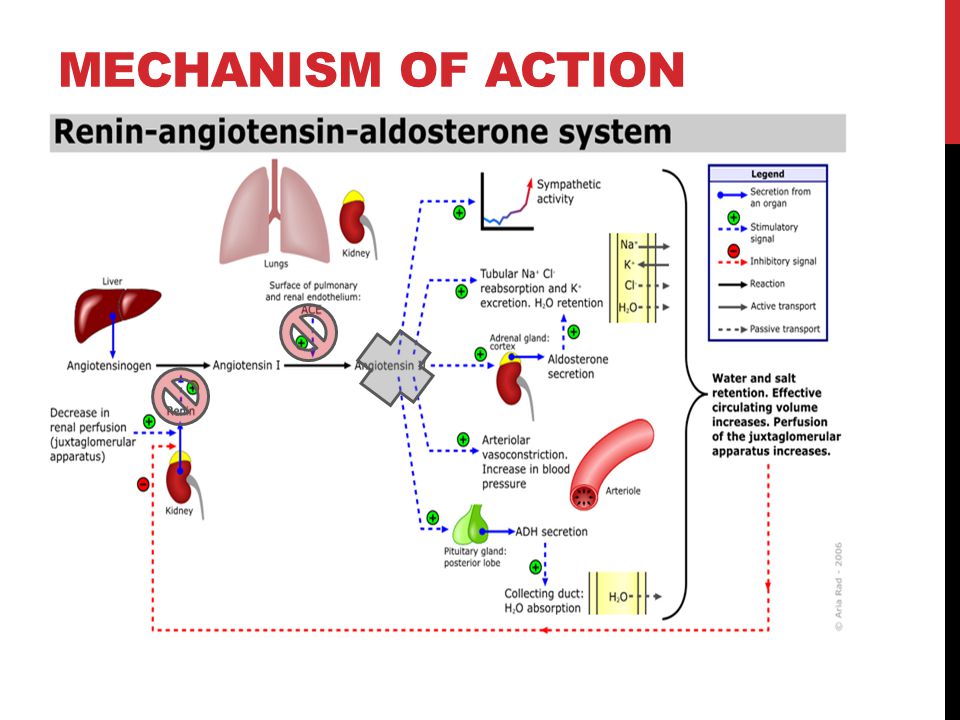 Mechanism of action. Renin-angiotensin mechanism. Mechanism of Action spironolactone. Aldosterone Action mechanism. Renin angiotensin Aldosterone System.