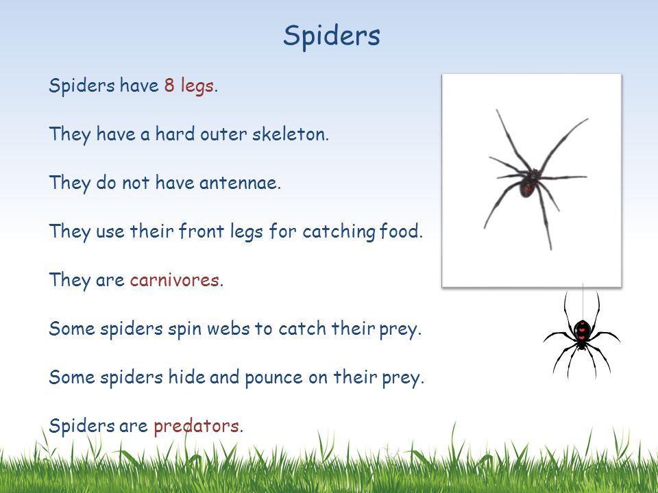 A spider has got eight. A Spider e.g has got eight Legs перевод на русский. Spider had. A Spider has got eight Legs перевод. Where is the Spider.