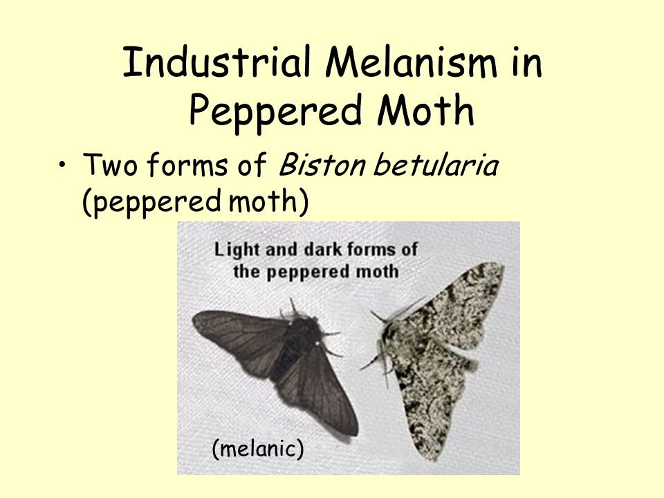 Industrial Melanism in Peppered Moth.