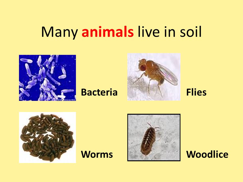 What is soil?. - ppt video online download