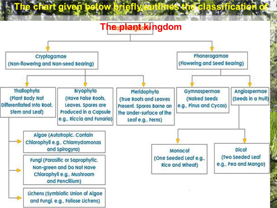 Diversity In Living Organism S Ppt Download