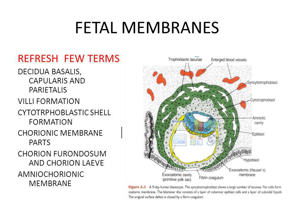 development of fetal membranes
