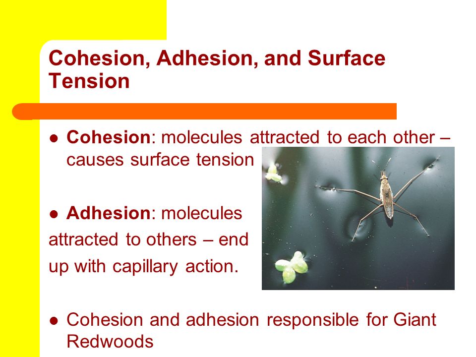 Cohesion, Adhesion, and Surface Tension