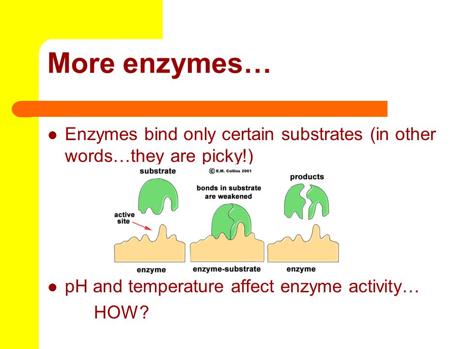 More enzymes… Enzymes bind only certain substrates (in other words…they are picky!) pH and temperature affect enzyme activity…