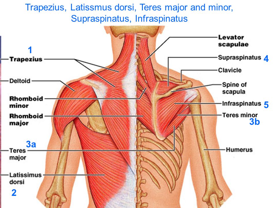 Image result for trapezius, rhomboids, teres major and minor, infraspinatus, and lats