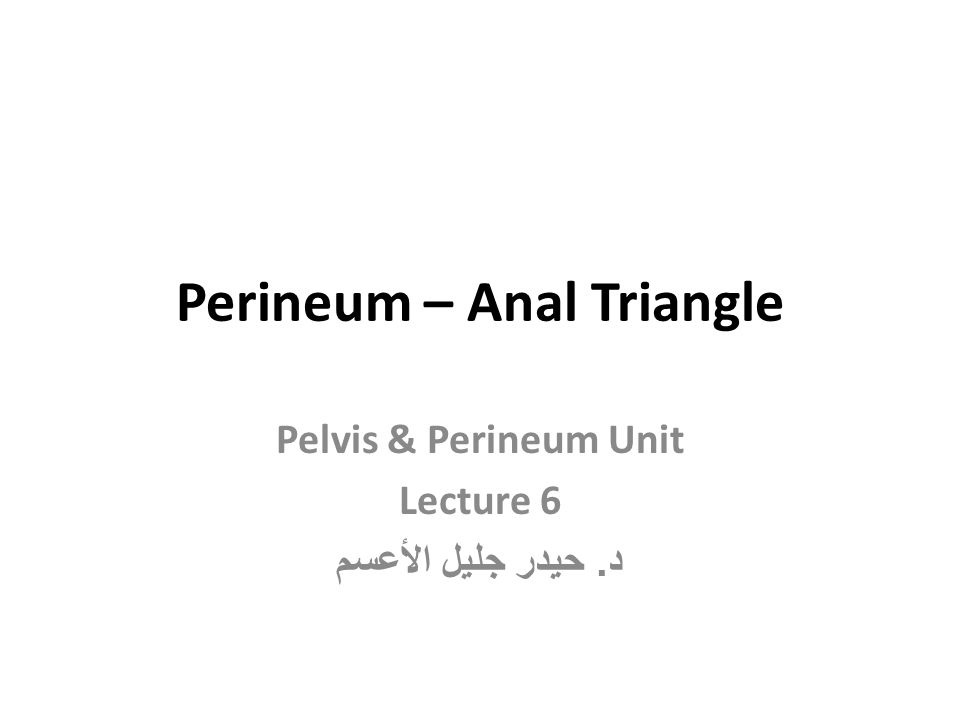 Perineum – Anal Triangle