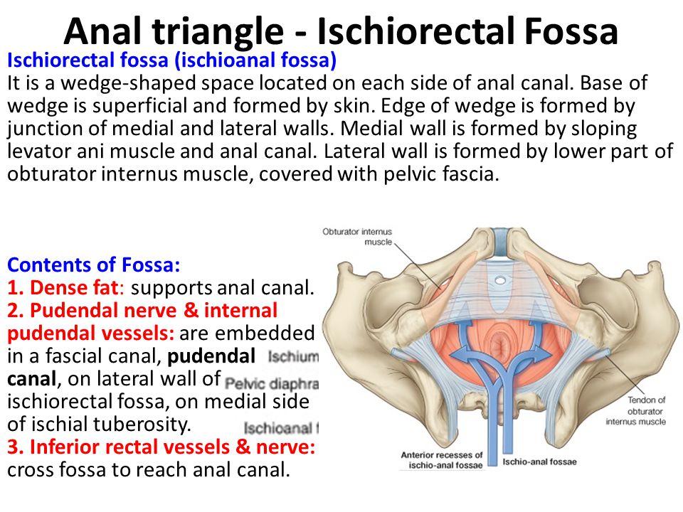 Anal triangle - Ischiorectal Fossa
