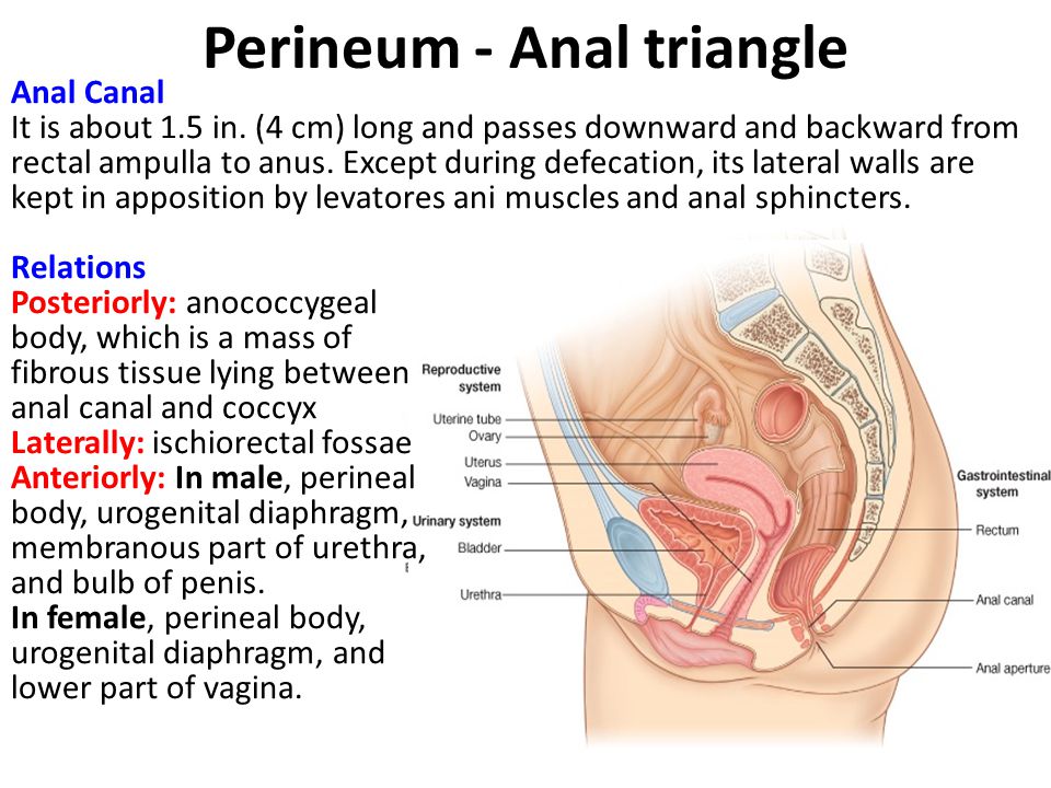 Perineum - Anal triangle
