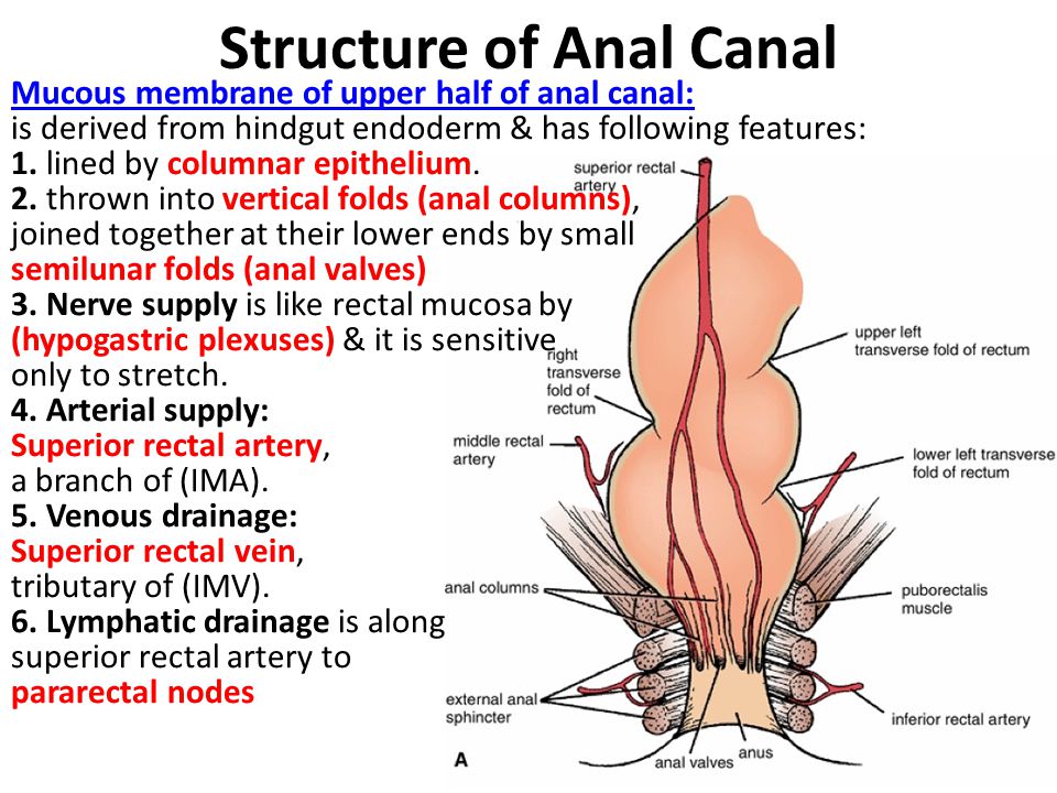Structure of Anal Canal