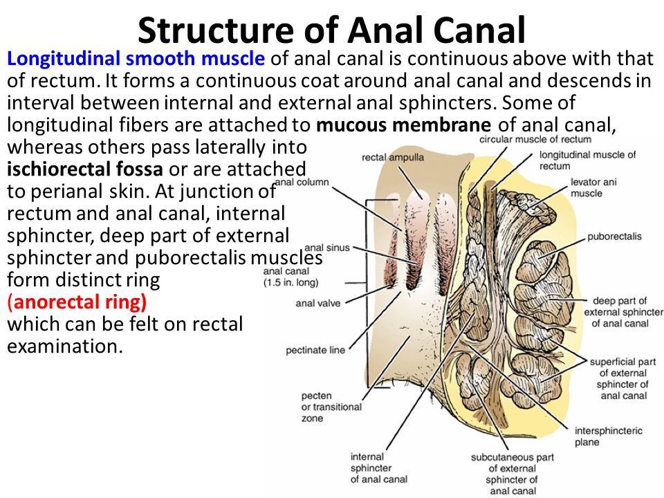 Structure of Anal Canal